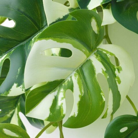 ring of fire philodendron varieties Philodendron Ring of Fire Houseplant