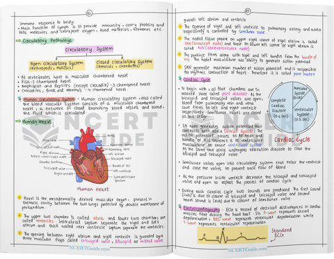 NEET Biology Short Notes | Handwritten & Colorful | Quick Revision Book ...