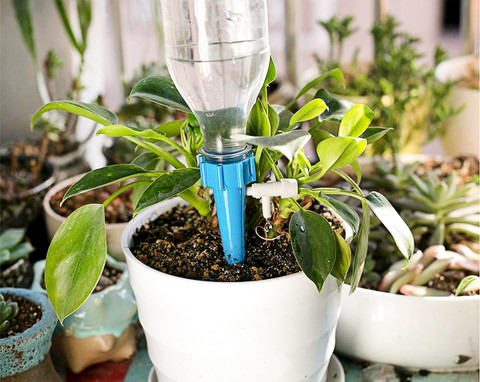 d plant Dipladenia  Plant Detectives