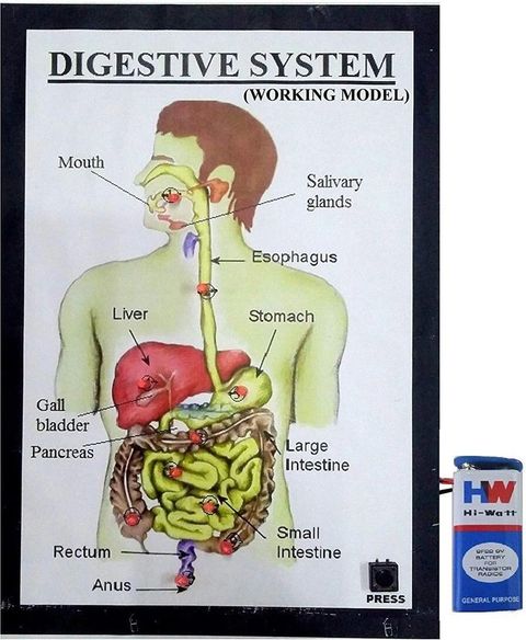 Digestive System Model Ideas 17 Best Images About Digestive System