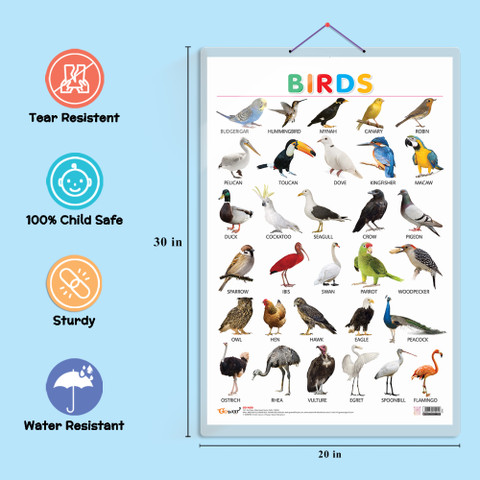 GO WOO Pack of Domestic Animals and Pets and Birds Educational