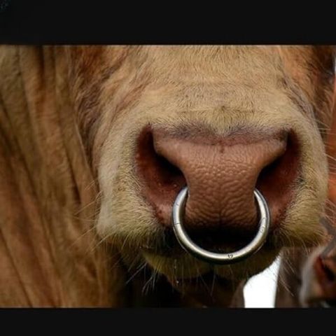 Kshama Bull Nose Ring Copper ,Bull Nose Ring,Nose Ring Medical