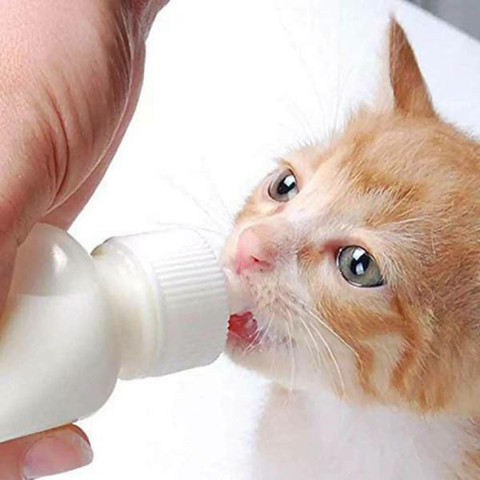 Breedo Dog Need Puppy Cat Kitten Rabbit Nursing Small Animals Milk Feeding  Bottle Kit Plastic Pet Bottle
