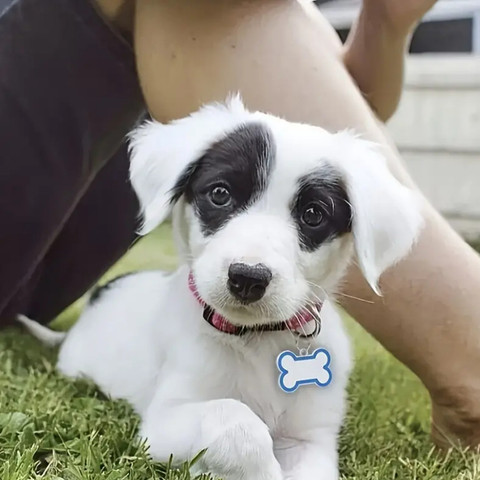 DogTrust pcs Pet Dog Collar Pendant Pet Name Tag Aluminum Alloy Tags Info  Engraved Dog Cat Collar Charm