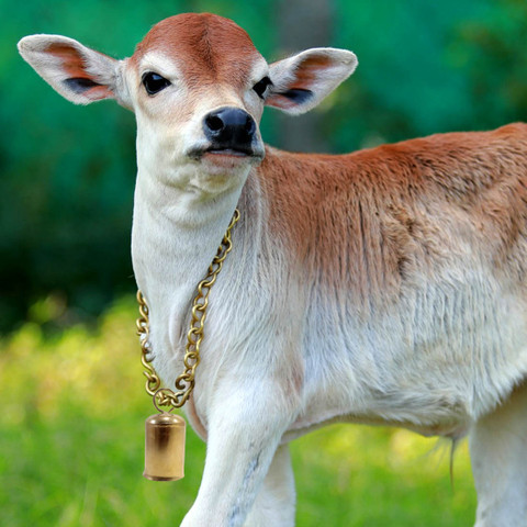 AAGAAZ Cow/Bull/Buffalo Bell ,Neck Bell,Ghanti for Cow Mountable Cowbell  Bell Cow Collar Charm