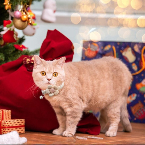 Qpets Cat Collar Pet Collar Cute Flower Cat Collar with Bell