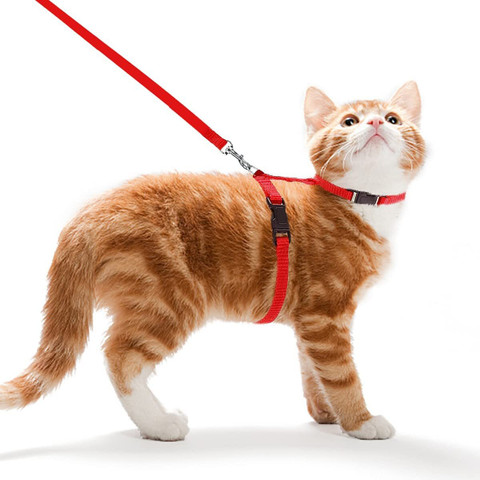 BODY BUILDING Adjustable Red Cat Harness with Red Leash for All Cats  Kitten Easy to Fit Easy to Control Cat Harness Leash