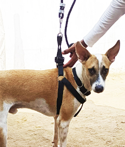 Petyantra Dog Combo Pack Water Proof Neck Belt Rope Set No pulling Dog  Harness Leash