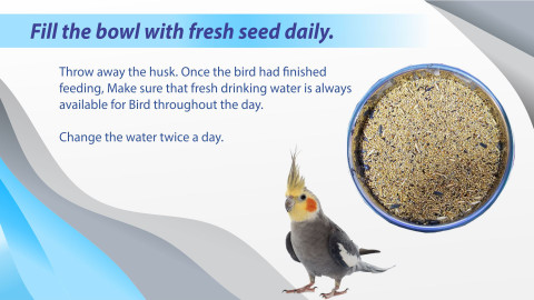 Parrots Wizard Love Birds Special Breeding Diet 1KG kg Dry Adult