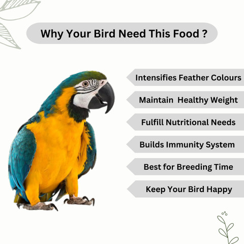 TREAT FOR LOYALTY Parrot Food For All Life Stages African Grey