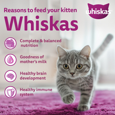 Whiskas (2-12 Months) Fish kg Dry Young Kitten Food Price in