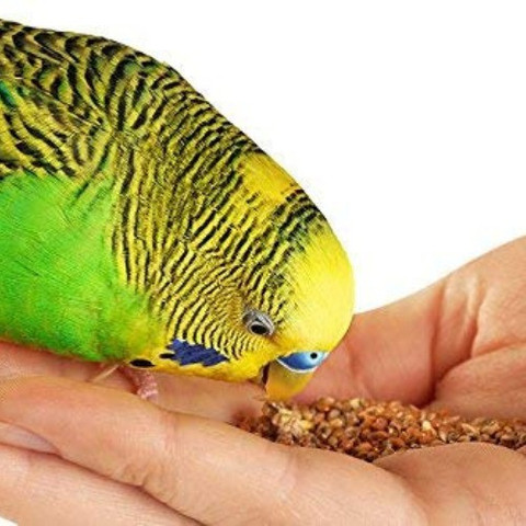 Pripton Kangni Seeds For Birds, Kangni Dana Birds Food Nuts kg Dry  Adult, Young, Senior, New Born Bird Food