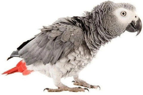 Parrots Wizard Imported Large Size Sunflower Seeds for Gray Parrot