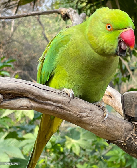 Parrots Wizard Striped Sunflower Seeds High quality kg Dry Adult