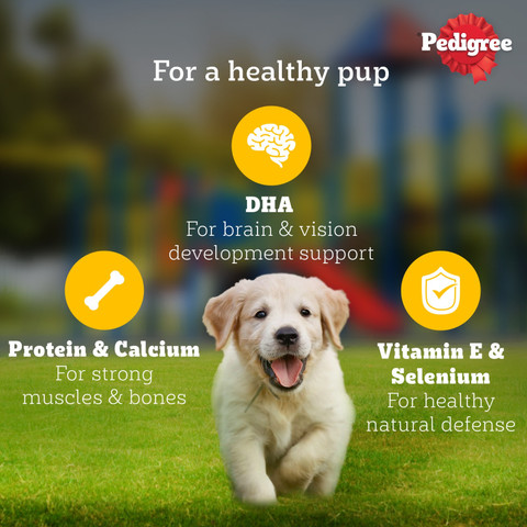 PEDIGREE Gravy Chicken, Liver Chunks 70 g Wet Young Puppy Food