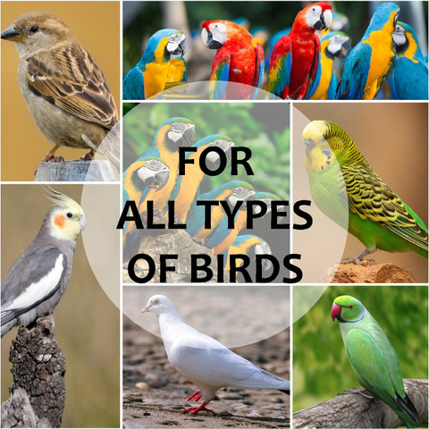 Pet Life Birds Feather Conditioner Spray For All Type Of Bird Pet  Conditioner