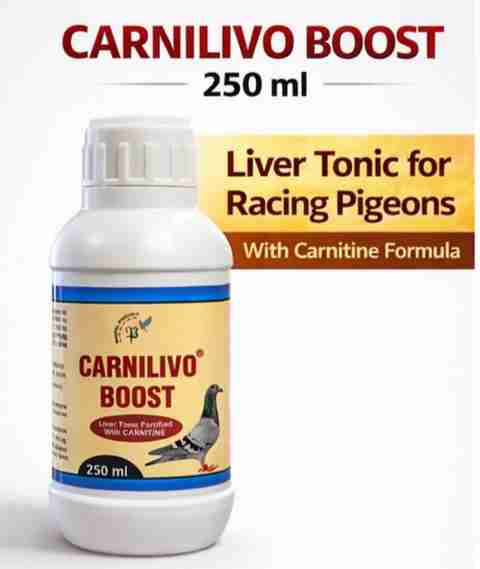 l carnitine for pigeons CARNILIVO BOOST Liver Tonic With | Improves Energy, Metabolism & Recovery Pet Health Supplements Price in India - Buy CARNILIVO BOOST Liver Tonic for Pigeons With Carnitine carnitine available in a Glutax 18000000GS - JD orange flavour Grind Type:French Press