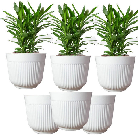 jade plant potting mixture Jade Plant Imperial Succulent Mix – rePotme main image 1