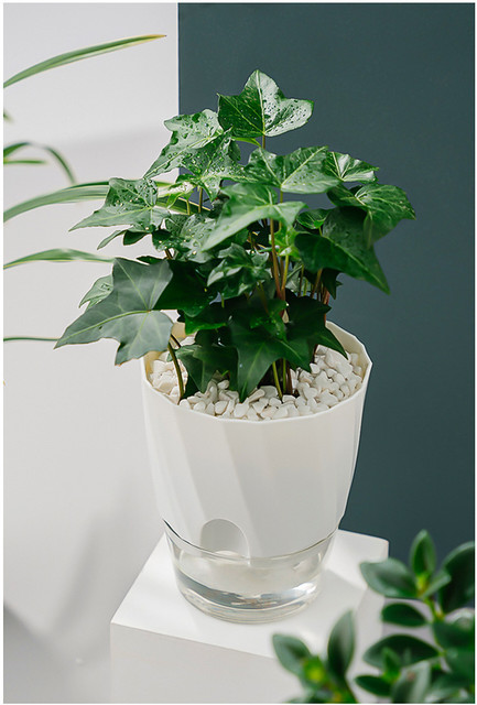 plant stand hanging Hangapot Space Saving 5' Plant Stand on Wheels - Handcrafted Douglas Fir/  16 Clay Pot Hangers