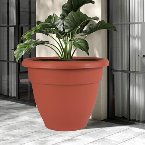 cissus plant Cissus quadrangularis | Plants