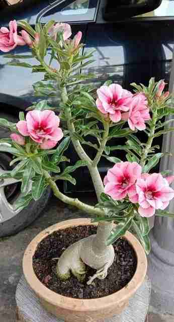 rimi Adenium Plant Price in India - Buy rimi Adenium Plant online at ...