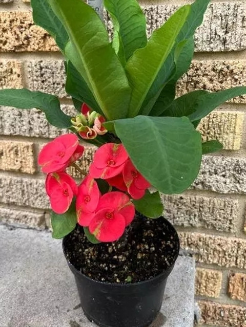 SARKAR PLANT HOUSE Anthurium Million Flowers Plant, Ixora Mini Red Flowering  Plant Price in India - Buy SARKAR PLANT HOUSE Anthurium Million Flowers  Plant, Ixora Mini Red Flowering Plant online at Flipkart.com