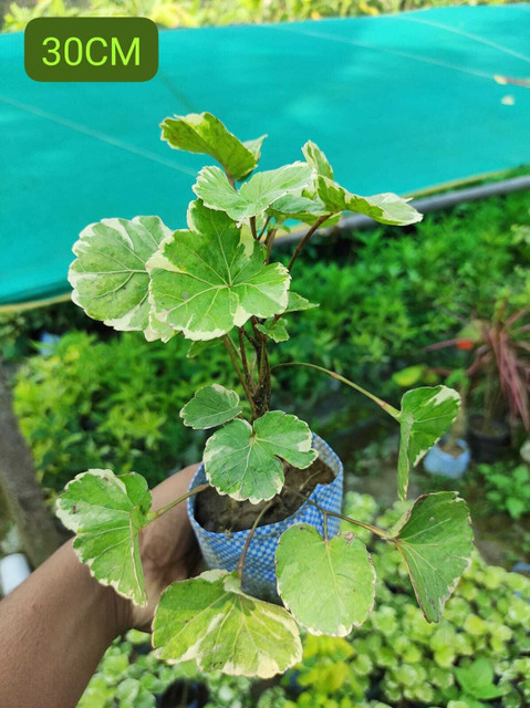 OxygenCart Aralia Plant Price in India - Buy OxygenCart Aralia Plant online  at Flipkart.com
