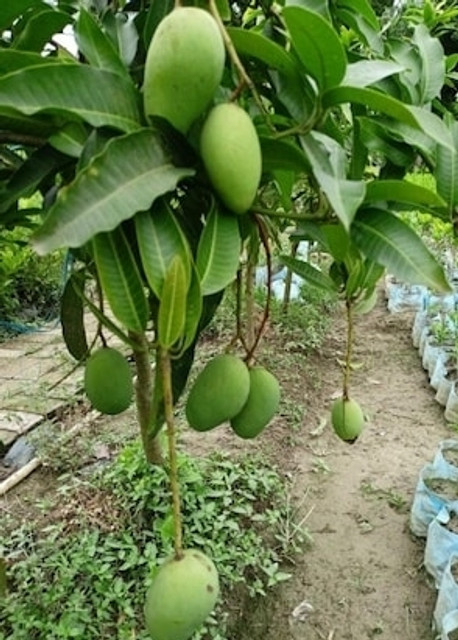 MSS Mango Plant