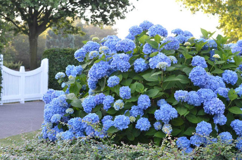 ◆Hydrangea4936◆ GreenyOn Hydrangea Plant Price in India - Buy GreenyOn Hydrangea