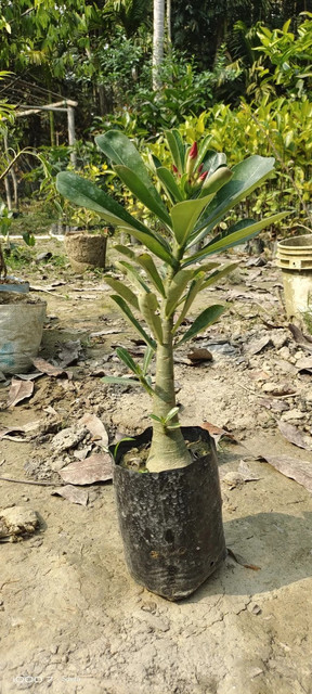 Cloud Farm Adenium Plant Price in India - Buy Cloud Farm Adenium Plant ...