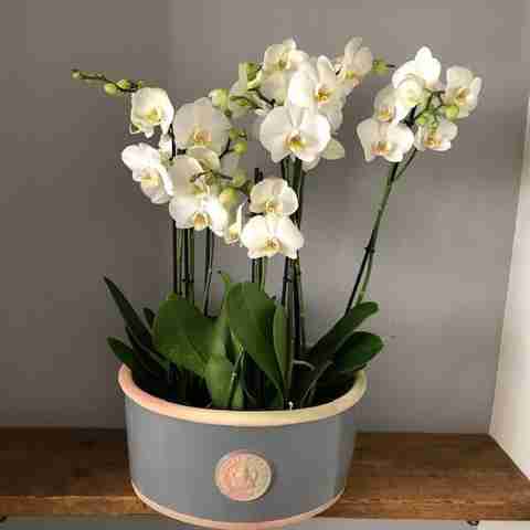 INDRA GARDENS Lily Plant Price in India - Buy INDRA GARDENS Lily