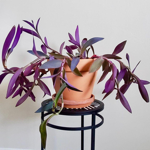 LivePlant Purple Heart Plant Price in India - Buy LivePlant Purple Heart  Plant online at Flipkart.com