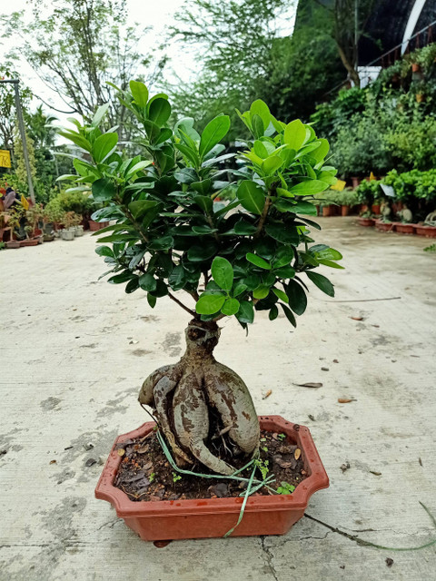 ONLINE PLANT BAZAR Ficus Bonsai Price in India - Buy ONLINE PLANT BAZAR  Ficus Bonsai online at Flipkart.com
