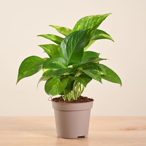 UGAOO Variegated Money Plant, Money Plant Price in India - Buy UGAOO Variegated  Money Plant, Money Plant online at Flipkart.com