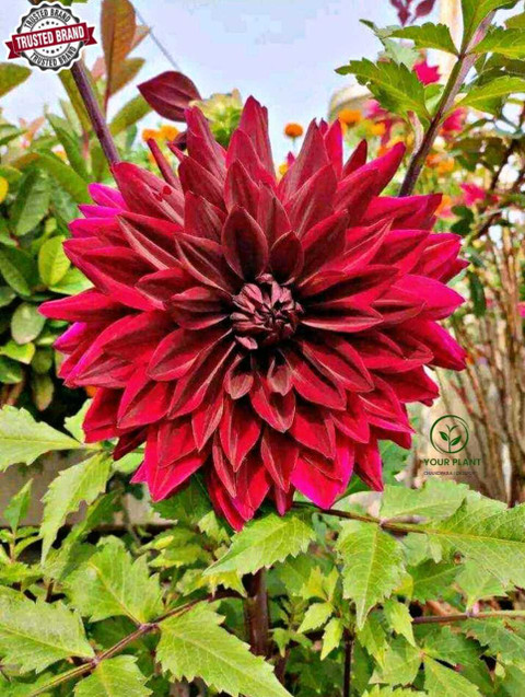 YourPlant Dahlia Plant Price in India - Buy YourPlant Dahlia Plant online  at Flipkart.com