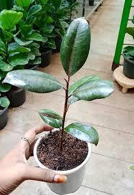 ABEFARIYA Rubber Tree Price in India - Buy ABEFARIYA Rubber Tree online at  Flipkart.com