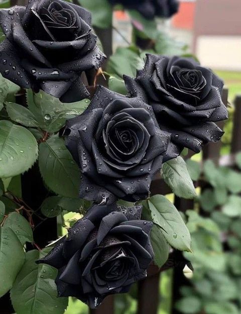 GreenyOn Rose Plant Price in India - Buy GreenyOn Rose Plant