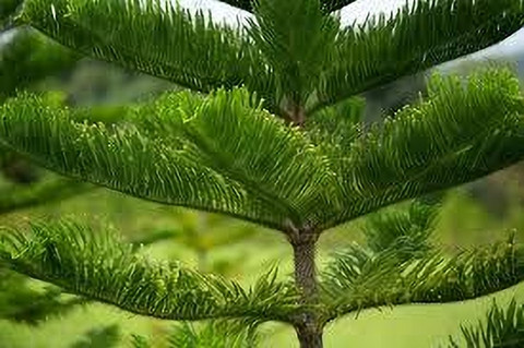 Zetaphoreretail Christmas Tree Plant Price in India - Buy