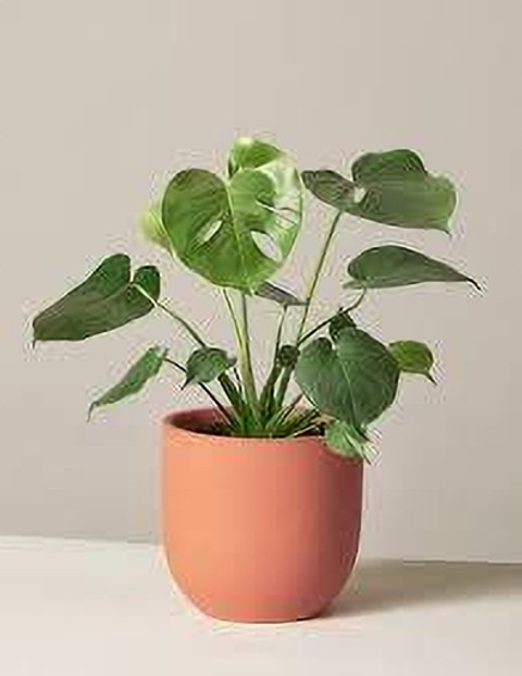 KPL MONSTERA Monstera Deliciosa Plant Price in India - Buy KPL MONSTERA  Monstera Deliciosa Plant online at Flipkart.com