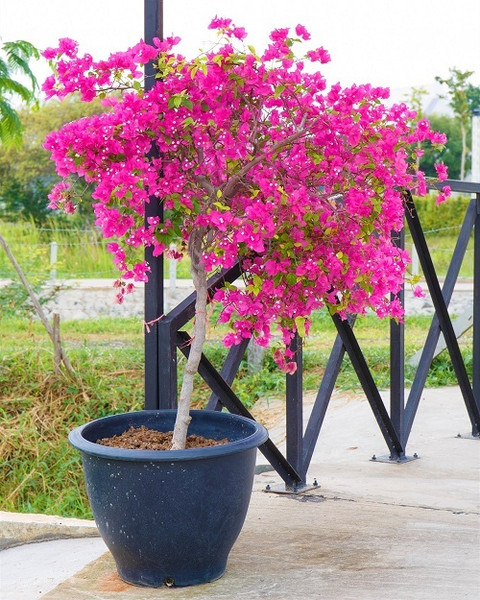 GreenyOn Bougainvillea Plant
