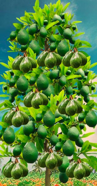 Brazil wood Plant Brazilian Wood Price in India - Buy Brazil wood Plant  Brazilian Wood online at Flipkart.com