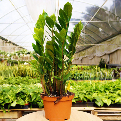 albo monstera cutting Variegated Monstera Cutting - White Monstera Albo