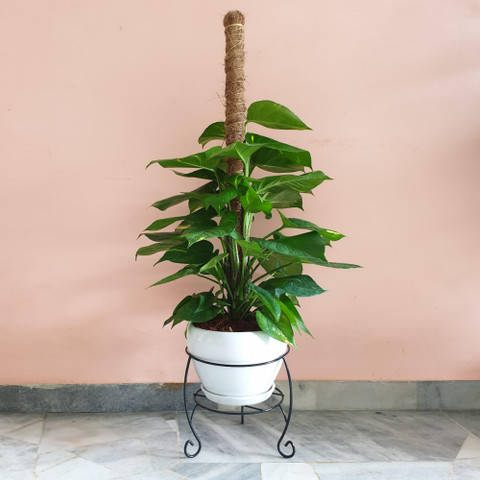 money plant light requirements Low-Maintenance Indoor Plants for Home & Office – Snake Plant Money Plant  Combo – unlimitedgreens
