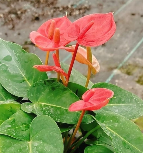 Leafyjoy Anthurium Hookeri Marie Black Star Holland Plant