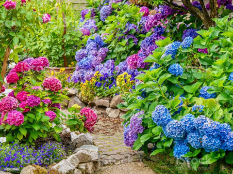 KUNUBON Hydrangea Plant Price in India - Buy KUNUBON Hydrangea