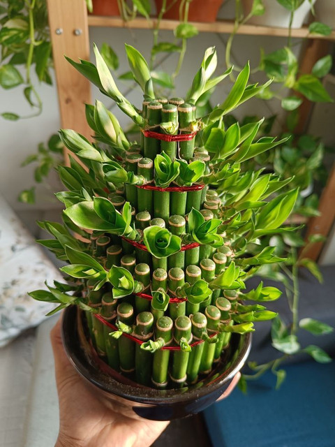 cork plant Magnetic Wine Cork with Tillandsia Assorted Air Plant main image 0