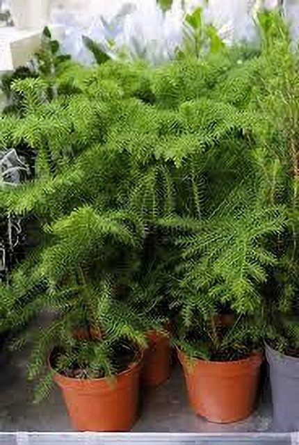 クリスマス☆ウーパールーパー Zetaphoreretail Christmas Tree Plant Price in India - Buy