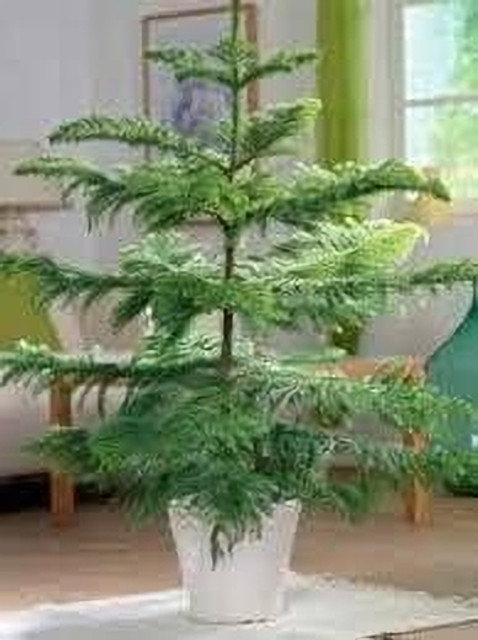 Zetaphoreretail Christmas Tree Plant Price in India - Buy