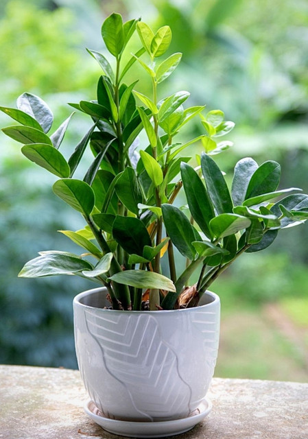 KPBHANDER ZZ Plant Price in India - Buy KPBHANDER ZZ Plant online