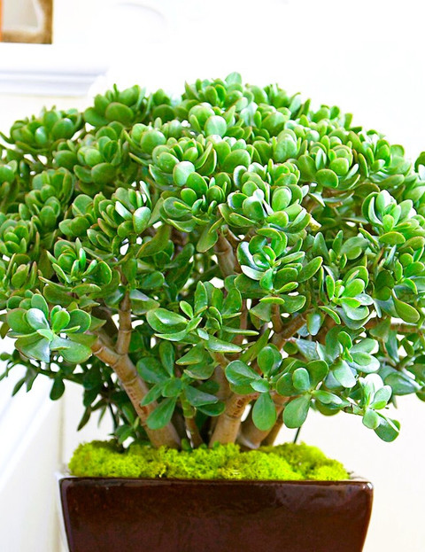 jade succulent plant Jade Tree | Succulent Bonsai Tree main image 1